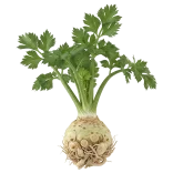 Verde apio con raíces visibles en un fondo blanco, representando agricultura ecológica y sostenible.