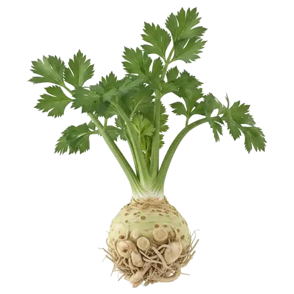 Verde apio con raíces visibles en un fondo blanco, representando agricultura ecológica y sostenible.