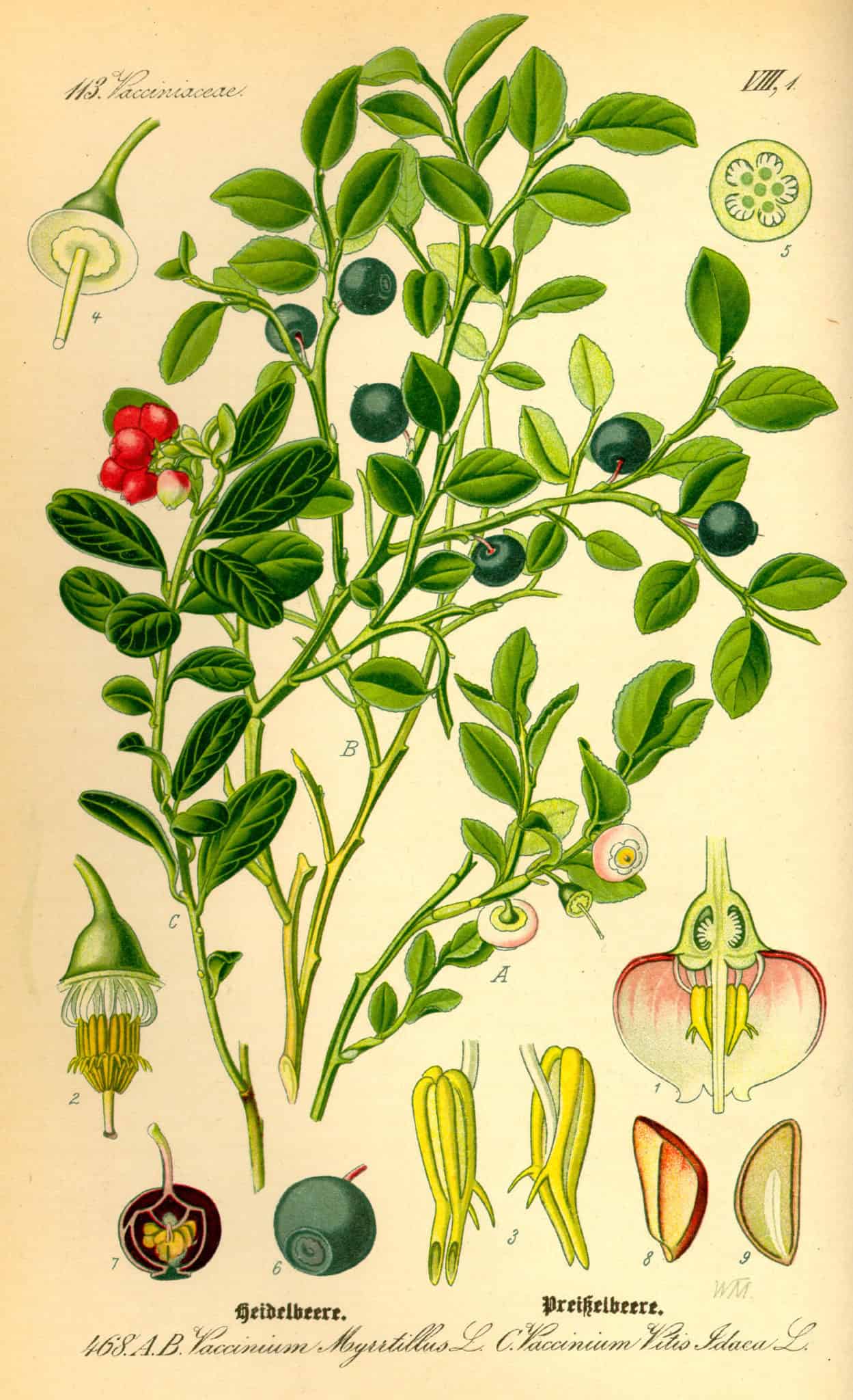 Uvas negras y fresas en ilustración botánica, enfocadas en plantas frutales para huertos ecológicos y sostenibles. Diseño vintage con detalles de flores y frutas comestibles.
