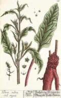 2. Plántula de rúcula con hojas verdes y tallo robusto, ilustración botánica detallada para huertos biodinámicos y agricultura ecológica.