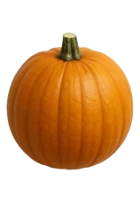 Una calabaza naranja grande y redonda, lista para recolectar en un huerto ecológico.