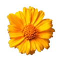 Caléndula
