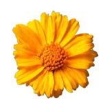 Caléndula de jardín en color amarillo brillante, utilizada en huertos ecológicos y remedios naturales, símbolo de belleza y bienestar en la agricultura orgánica.