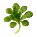 Joven planta de rúcula orgánica con hojas verdes vibrantes, cultivo ecológico y saludable, ideal para huertos urbanos y cocina saludable.