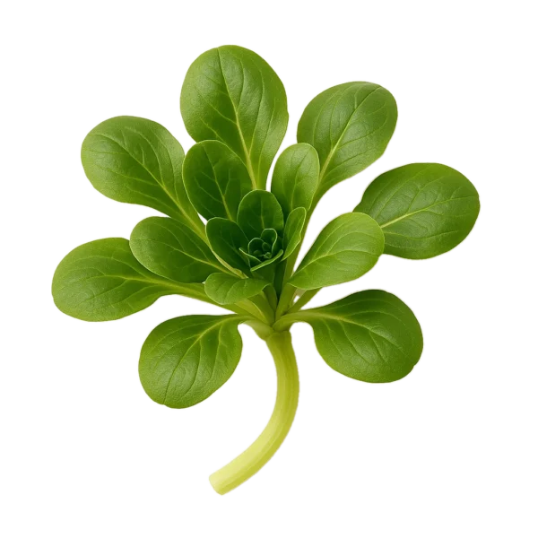 Joven planta de rúcula orgánica con hojas verdes vibrantes, cultivo ecológico y saludable, ideal para huertos urbanos y cocina saludable.