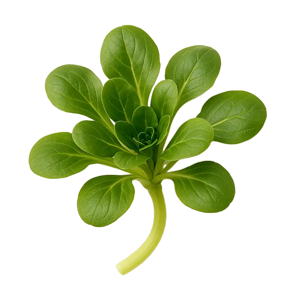 Joven planta de rúcula orgánica con hojas verdes vibrantes, cultivo ecológico y saludable, ideal para huertos urbanos y cocina saludable.