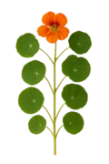 Calycarpa de floración con hojas verdes grandes y redondas y flor naranja en la parte superior, en un fondo claro y neutro.