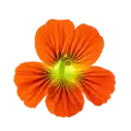 Nácar de flor de caléndula naranja, fondo blanco, enfoque en flor ornamental y medicinal, jardín y plantas aromáticas.
