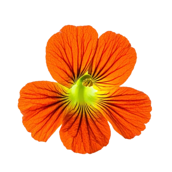 Nácar de flor de caléndula naranja, fondo blanco, enfoque en flor ornamental y medicinal, jardín y plantas aromáticas.