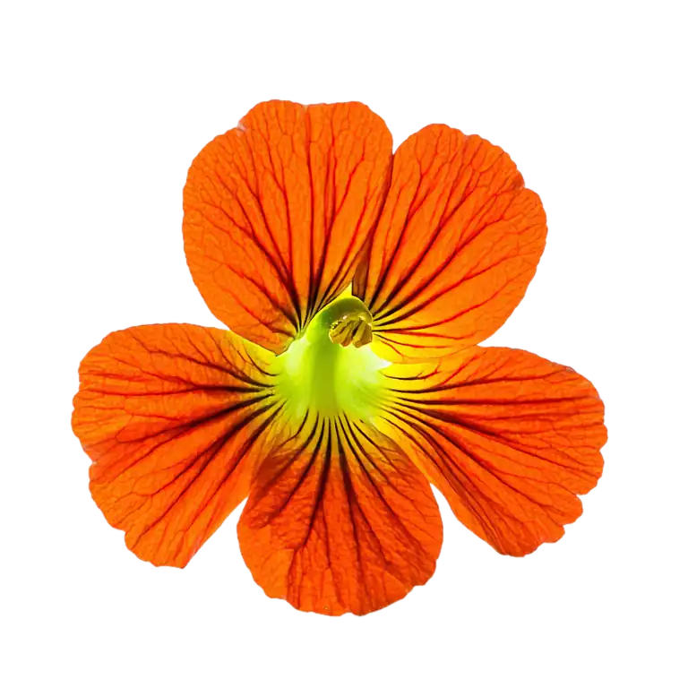Nácar de flor de caléndula naranja, fondo blanco, enfoque en flor ornamental y medicinal, jardín y plantas aromáticas.