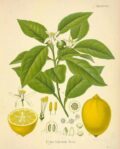 Limón de la planta cítrica con flores y frutas frescas, ideal para un huerto ecológico orgánico. Aprenda sobre el cultivo y los beneficios de las frutas cítricas en su huerto.bio.