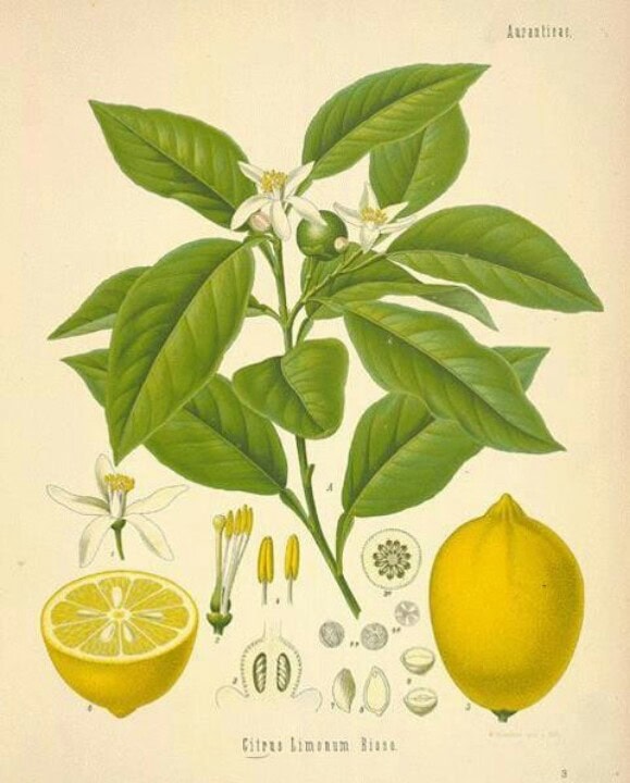 Limón de la planta cítrica con flores y frutas frescas, ideal para un huerto ecológico orgánico. Aprenda sobre el cultivo y los beneficios de las frutas cítricas en su huerto.bio.