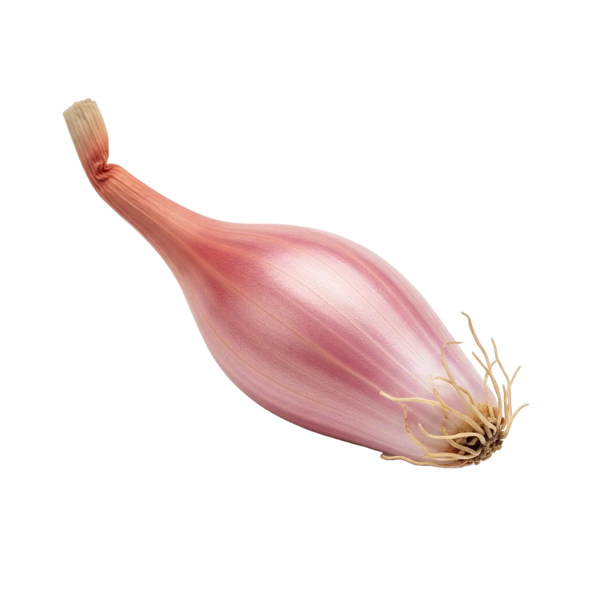 Cebolleta fresca orgánica, ingrediente para cocina saludable, cultivo ecológico, huerto.bio.