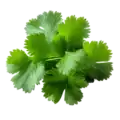 Cilantro