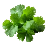 Verde planta de hierba fresca en huerto ecológico, ideal para jardinería sostenible y cultivo orgánico en casa.