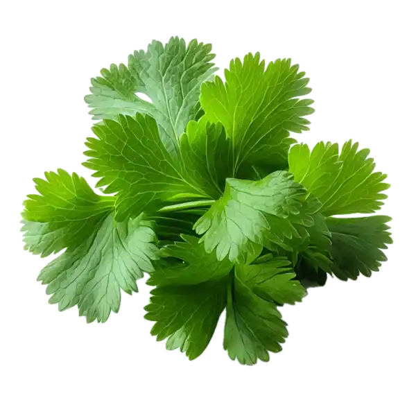 Cilantro: imagen 1