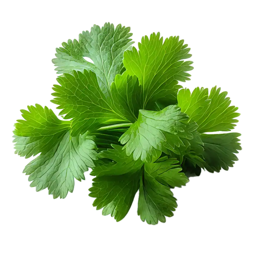 Cilantro: imagen 1