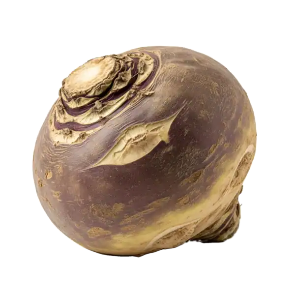 Tierra fértil con tubérculo de remolacha en huerto ecológico cultivado de forma orgánica.