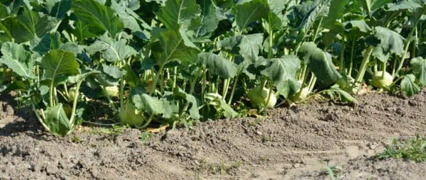 Tomates en plantación ecológica en huerto orgánico. Cultivo sostenible y saludable con técnicas agrícolas ecológicas en huerto.bio.
