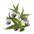 Hierba de lavanda con flores moradas y hojas verdes, cultivo ecológico en huerto orgánico para aromaterapia y remedios naturales.