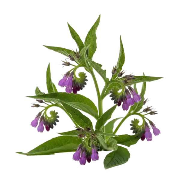 Hierba de lavanda con flores moradas y hojas verdes, cultivo ecológico en huerto orgánico para aromaterapia y remedios naturales.