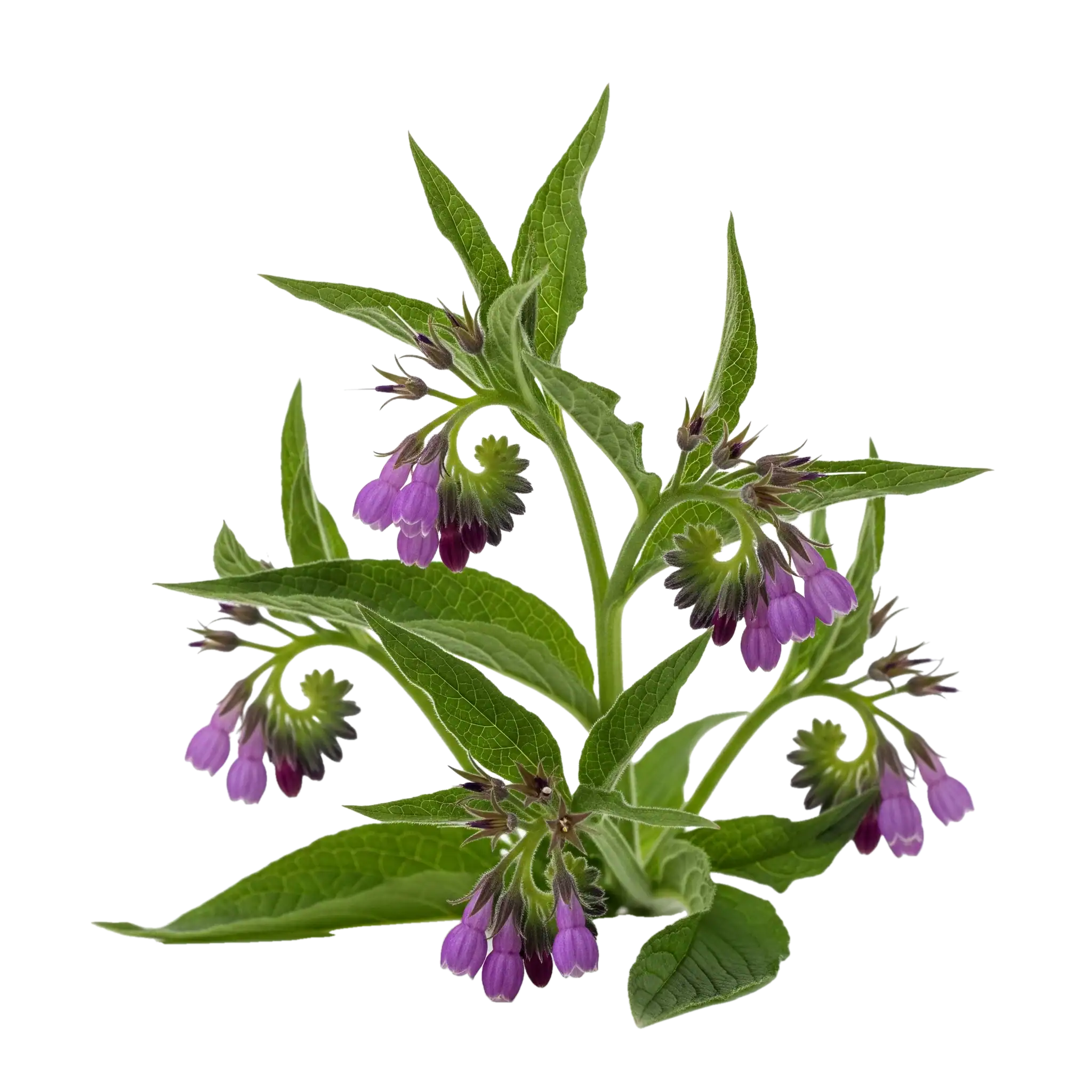 Hierba de lavanda con flores moradas y hojas verdes, cultivo ecológico en huerto orgánico para aromaterapia y remedios naturales.