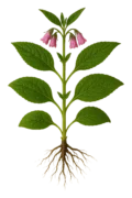 Hierba medicinal con flores rosadas, hojas verdes y raíces visibles, planta de jardín ecológico, cultivo orgánico, saludable y natural, ideal para huertos urbanos y cultivation biodinámica.