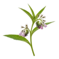 Hierba aromática con flores moradas, ideal para huertos ecológicos y agricultura biológica.
