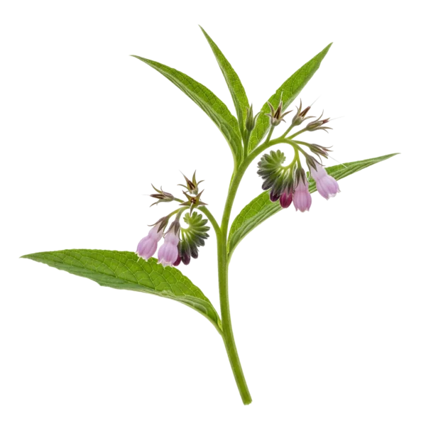 Hierba aromática con flores moradas, ideal para huertos ecológicos y agricultura biológica.