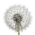 Palillo de diente de león en forma de bola con semillas blancas y delicadas en primer plano, fondo blanco. Imagen de planta silvestre para jardinería ecológica y semillas orgánicas en huertos naturales.