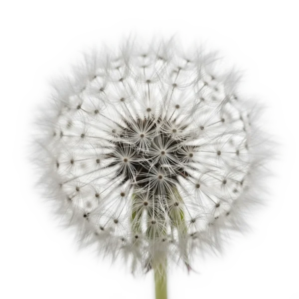 Palillo de diente de león en forma de bola con semillas blancas y delicadas en primer plano, fondo blanco. Imagen de planta silvestre para jardinería ecológica y semillas orgánicas en huertos naturales.