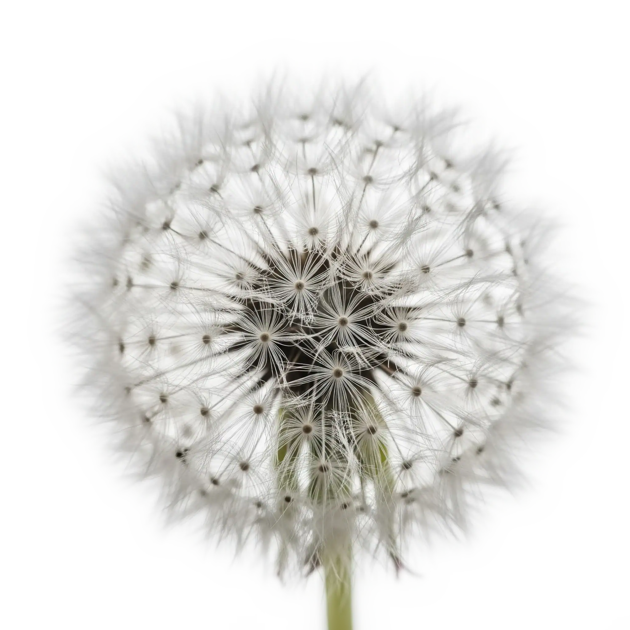 Palillo de diente de león en forma de bola con semillas blancas y delicadas en primer plano, fondo blanco. Imagen de planta silvestre para jardinería ecológica y semillas orgánicas en huertos naturales.