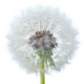 Semillas de diente de león en su fase de floración con delicadas estructuras de estilo de vida natural.