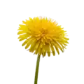 Flores de diente de león en primer plano, cultivo ecológico y natural, símbolo de agricultura orgánica y sostenibilidad en Huerto.Bio, ideal para jardinismo y biodiversidad.