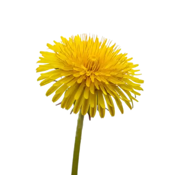 Flores de diente de león en primer plano, cultivo ecológico y natural, símbolo de agricultura orgánica y sostenibilidad en Huerto.Bio, ideal para jardinismo y biodiversidad.