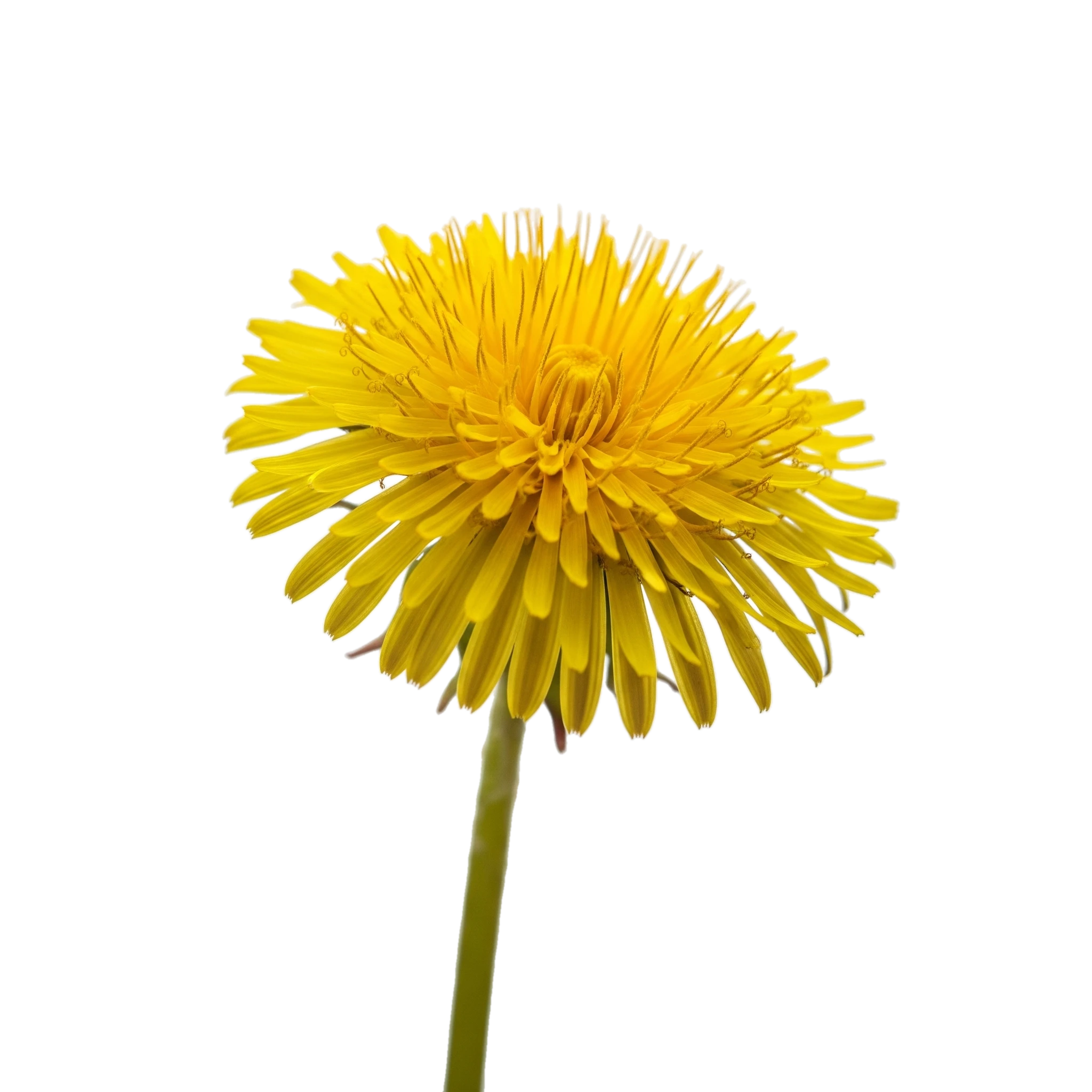 Flores de diente de león en primer plano, cultivo ecológico y natural, símbolo de agricultura orgánica y sostenibilidad en Huerto.Bio, ideal para jardinismo y biodiversidad.