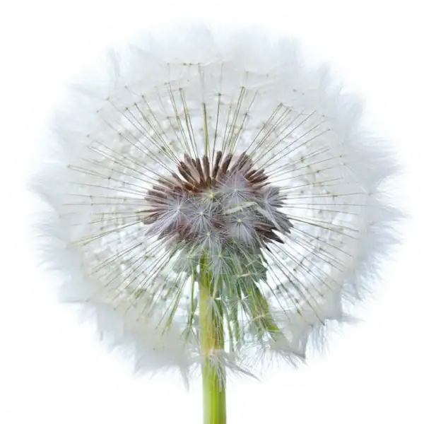 Semillas de diente de león en su fase de floración con delicadas estructuras de estilo de vida natural.