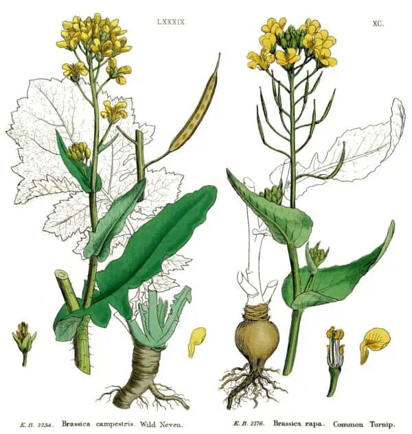 Hierba de mostaza y nabo - ilustración botánica de plantas comestibles para huerto ecológico en España.