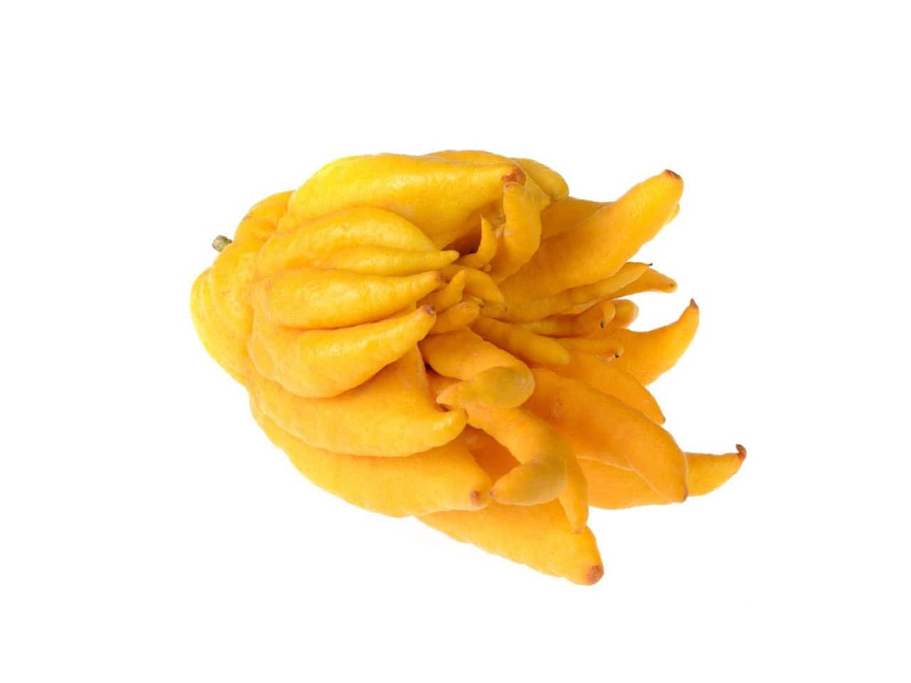 Amarillo fruto de temporada, fruta exótica y tropical, cultivo ecológico de huerto.bio, variedad única y deliciosa, ideal para sobremesa y recetas saludables, sustentable y 100% natural.