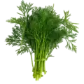 Eneldo