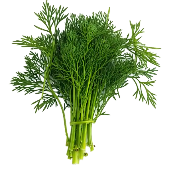 Hierba de huerto fresca y saludable, ideal para recetas caseras y cocina ecológica en huertos urbanos y autosuficiencia.