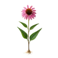 Vanda de la Echinacea purpurea, flor de echinacea con hojas verdes y raíces visibles, planta medicinal y herbolaria, cultivo ecológico, floreciente en horticultura bio.