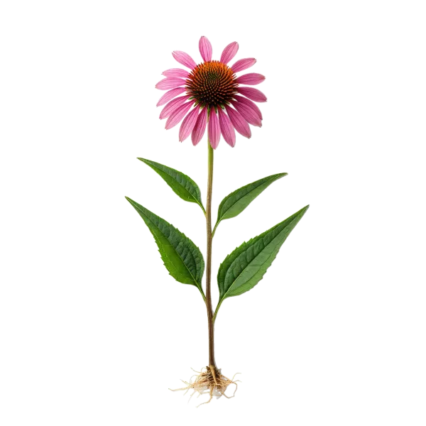 Vanda de la Echinacea purpurea, flor de echinacea con hojas verdes y raíces visibles, planta medicinal y herbolaria, cultivo ecológico, floreciente en horticultura bio.