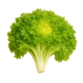 Escarola