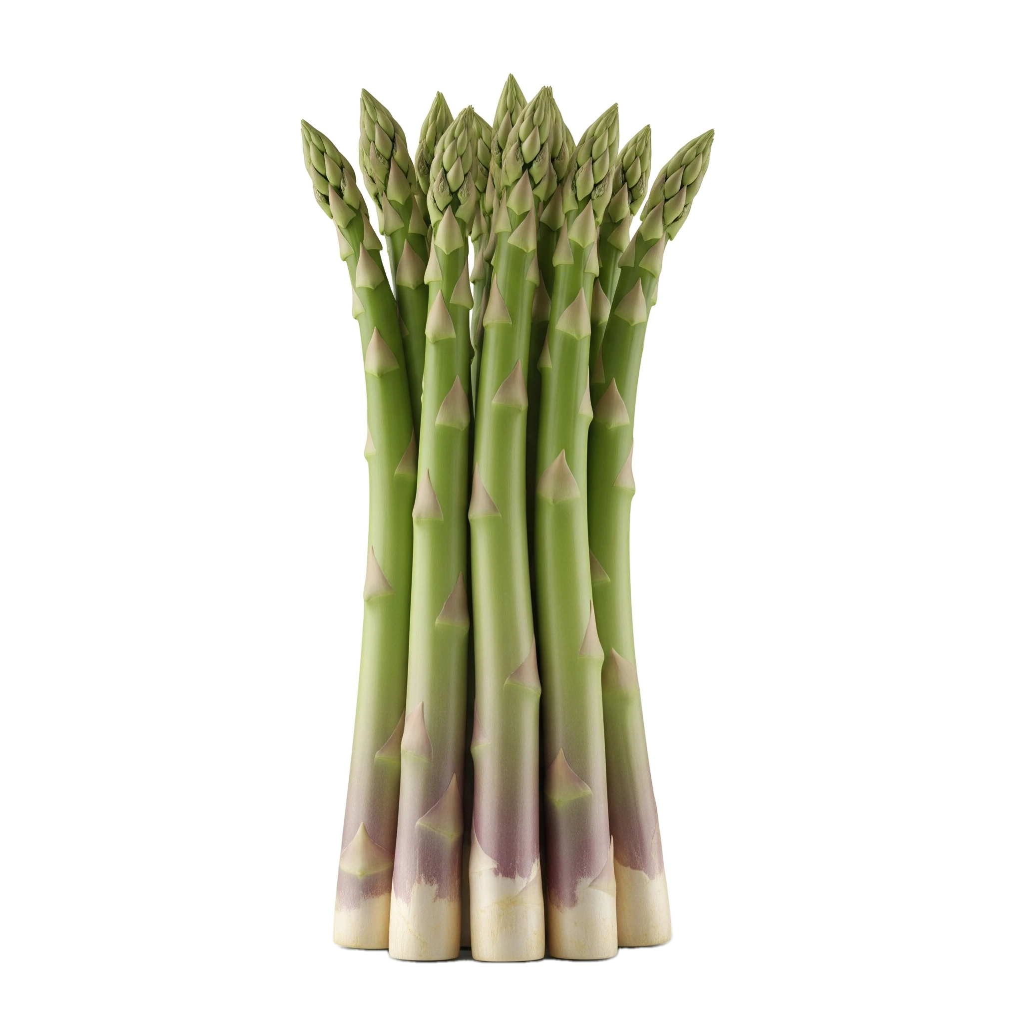 Asparagus ecológico de huerto bio en primer plano, verde y fresco, ideal para una alimentación saludable y natural, cultivado sin pesticidas ni agentes químicos.