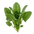 Hierba de espinaca fresca orgánica, saludable y nutritiva, perfecta para ensaladas y platos vegetarianos en agricultura ecológica.