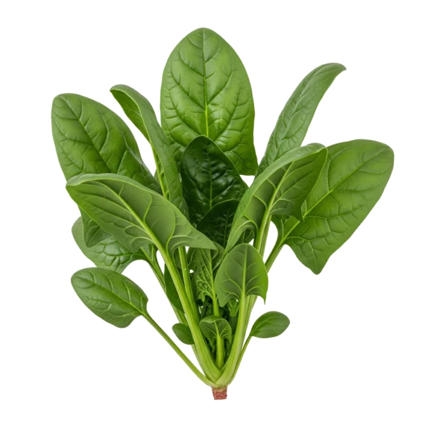 Hierba de espinaca fresca orgánica, saludable y nutritiva, perfecta para ensaladas y platos vegetarianos en agricultura ecológica.