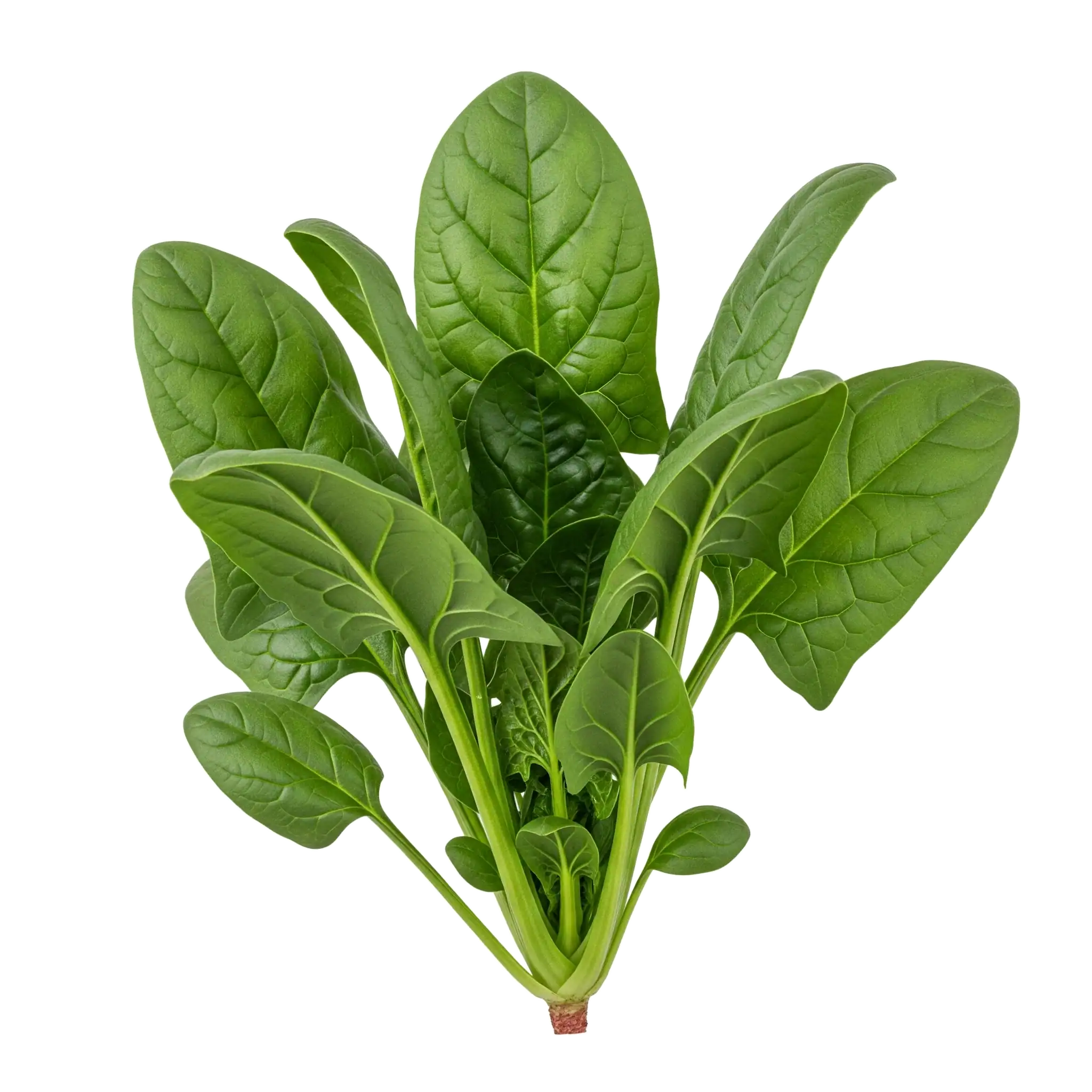 Hierba de espinaca fresca orgánica, saludable y nutritiva, perfecta para ensaladas y platos vegetarianos en agricultura ecológica.