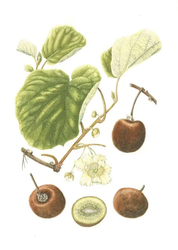 Fruta de kiwi y frutos del níspero con hojas verdes y flores blancas en ilustración botánica natural.