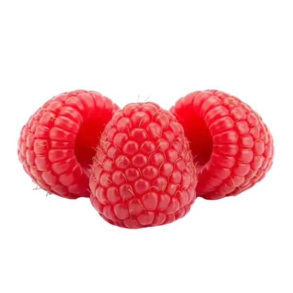 Fresas rojas orgánicas, fruta fresca y saludable en la agricultura ecológica de Huerto.Bio.